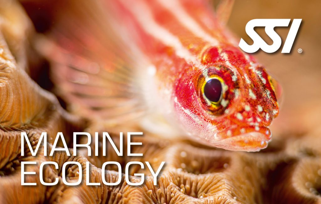 SSI Marine Ecology Specialty Course
