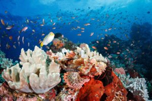 3 Reasons Why Anilao is Every Underwater Photographer's Destination