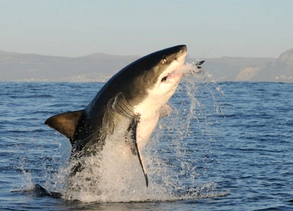 Sharks killing: Serial Killers of the Seven Seas?