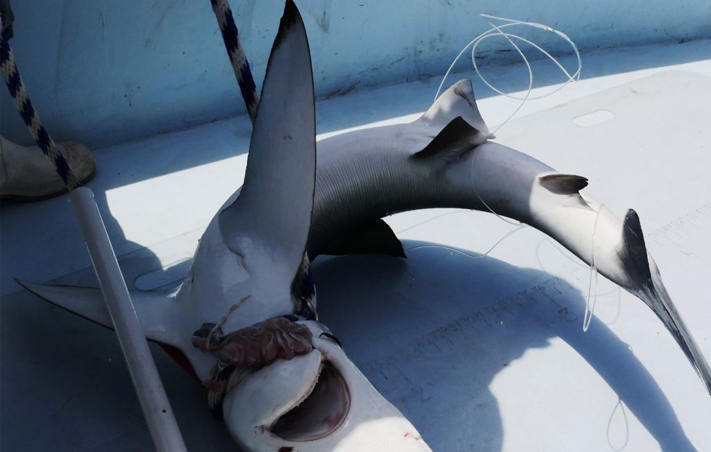 Sharks: Serial Killers of the Seven Seas?