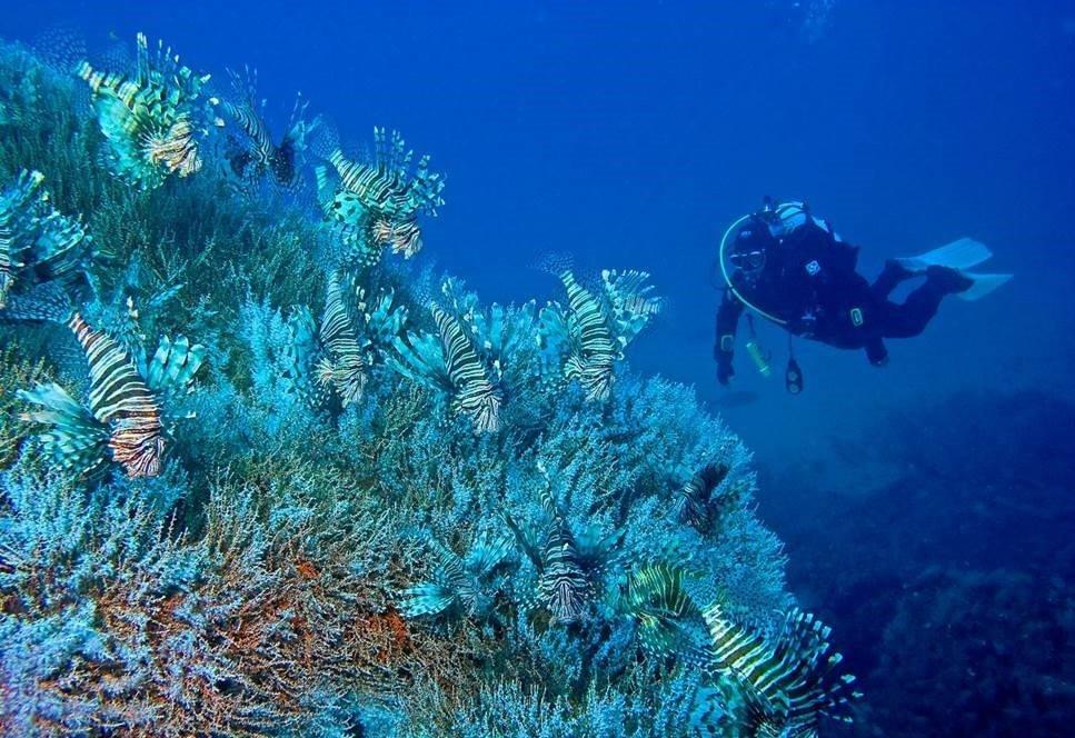 Look! Scuba Diver’s Portal to the Underwater World