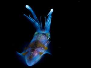 7 Stunning Photos of Night Diving in Asia