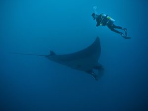 5 Awesome Facts About Manta Rays