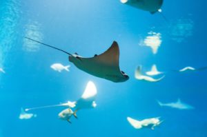 5 Awesome Facts About Manta Rays