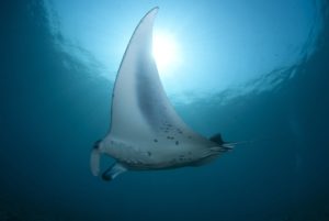 5 Awesome Facts About Manta Rays