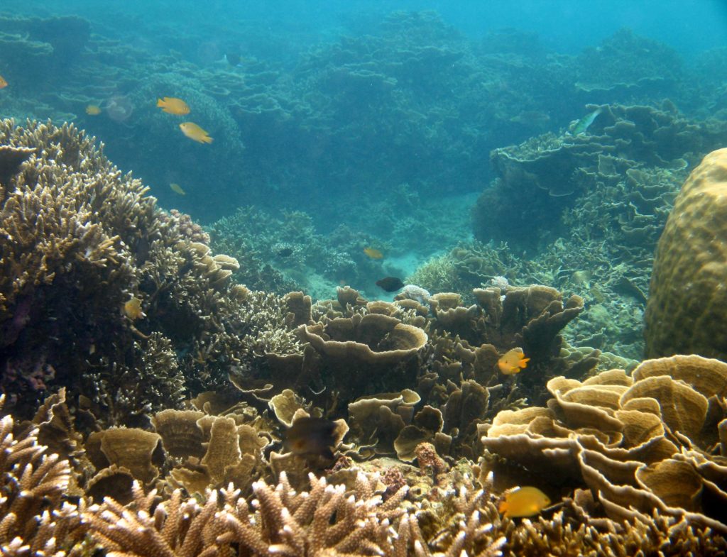 Diving Philippines: Top 5 Dive Destinations to Explore