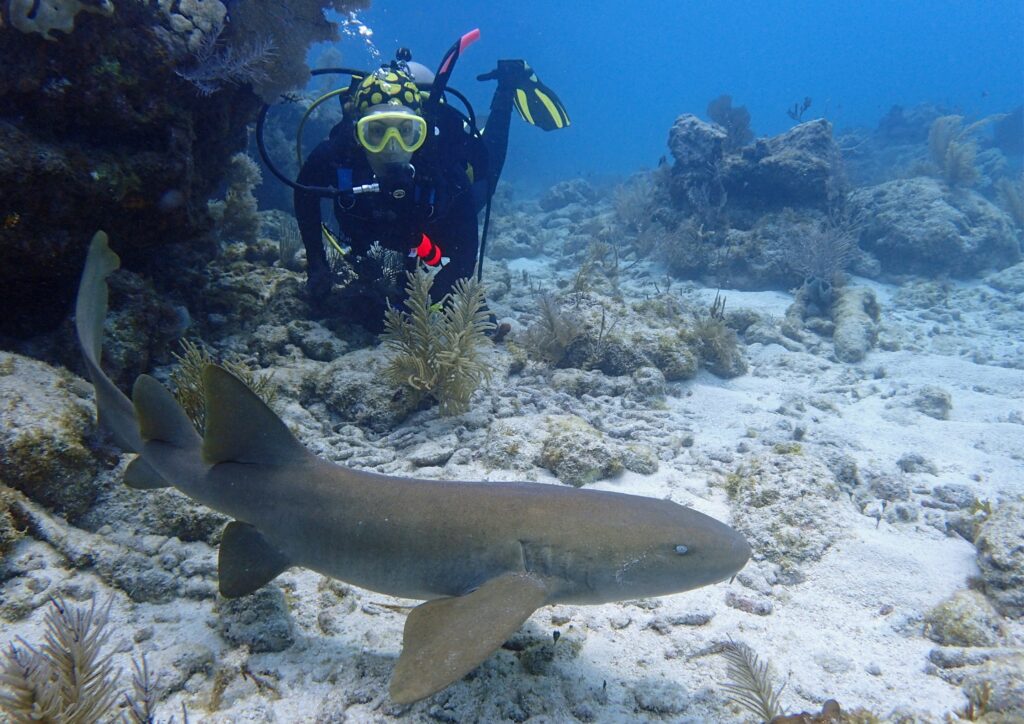 Bali Diving Shark - White Sand