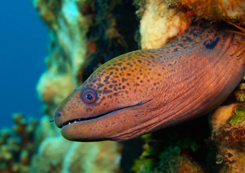 Moray Eel - Dive Spot in Bali