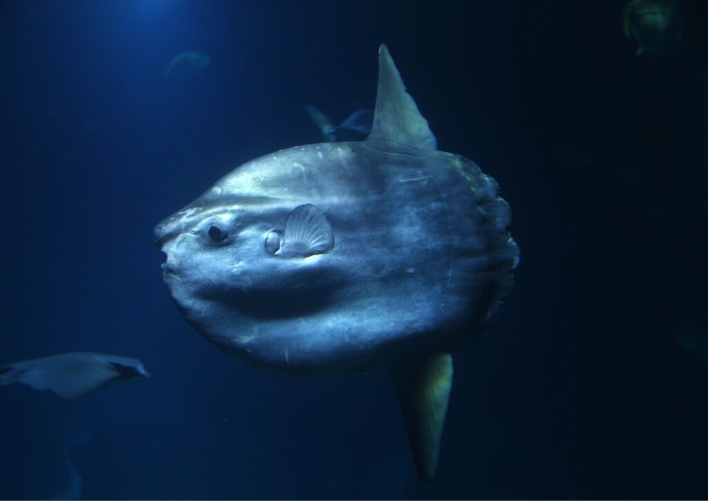 Mola Mola in pelagic dive sites