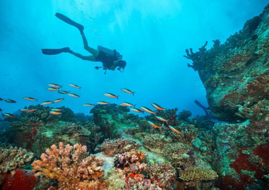 Master DIver - Diving on coral reefs
