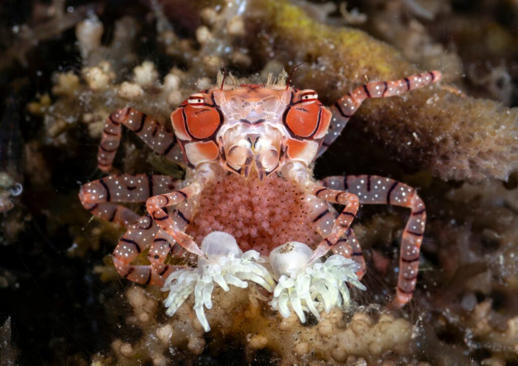 Boxer Crab - Tulamben Photography