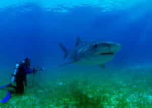 Diver and Shark, Underwater Creatures Extinction