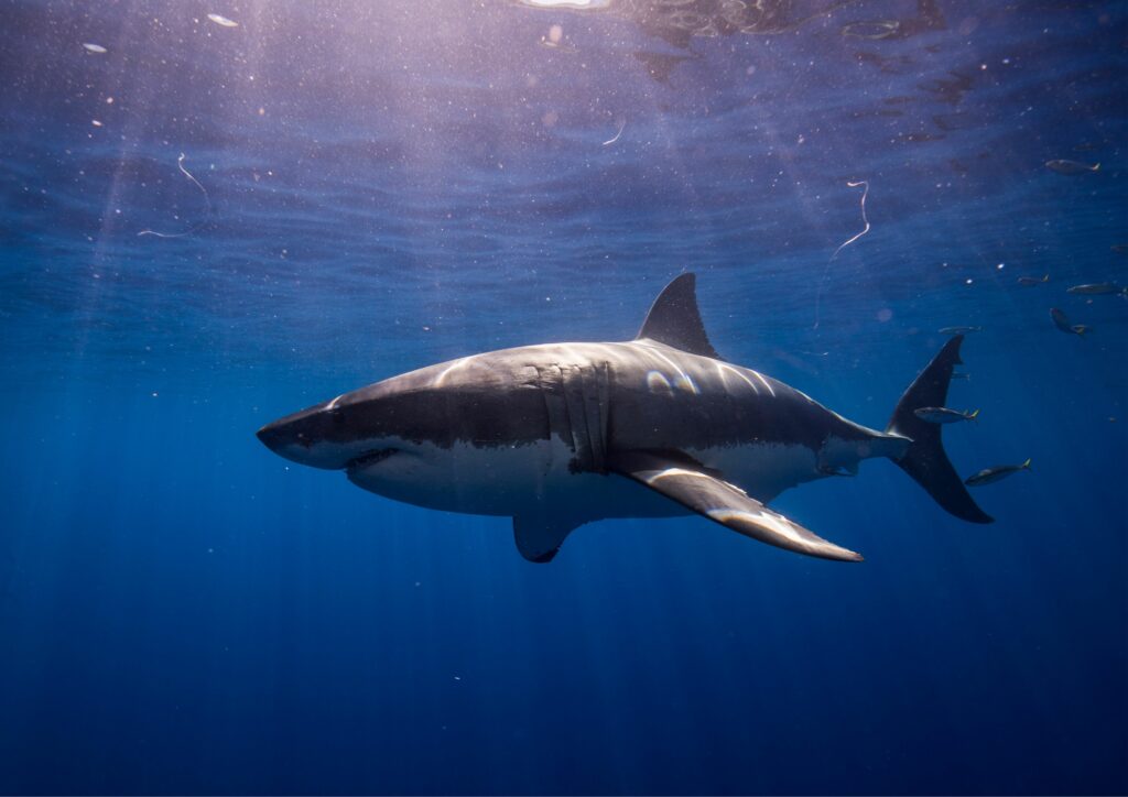 Shark under the sea - Underwater Creatures Extinction