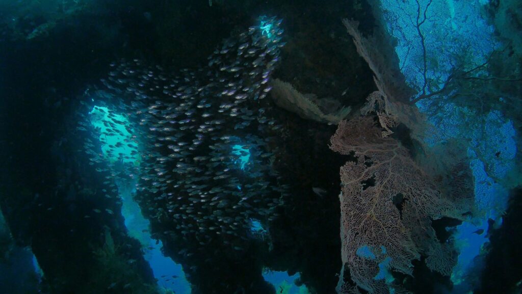 Tulamben Shipwreck Dive Sites in Bali