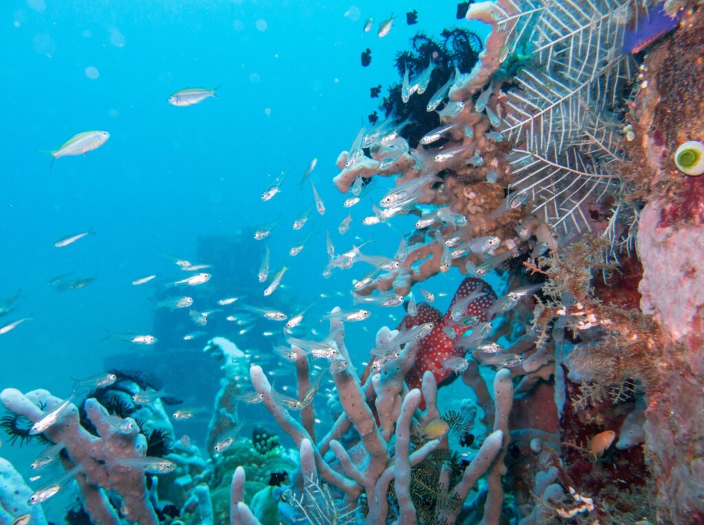 Underwater in Amed, Dive Sites in Bali