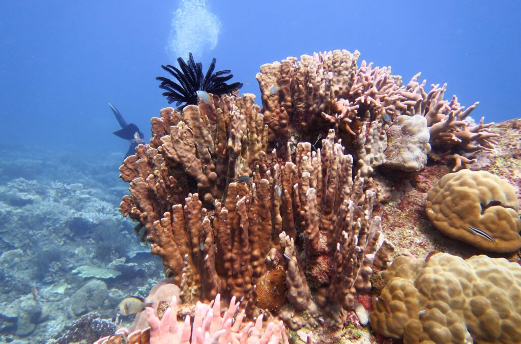 Anambas Islands Corals