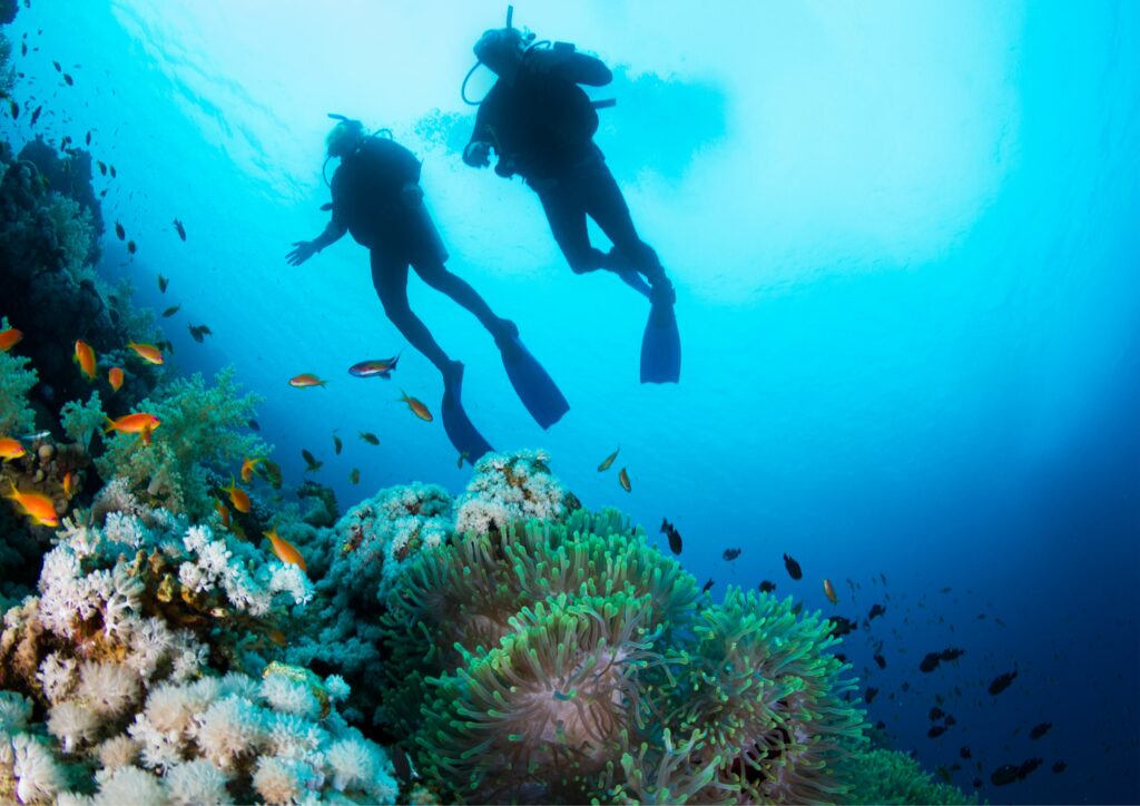 Coral Reefs with 2 divers