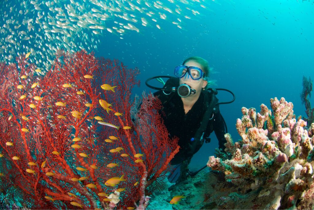 Diver with Corals in Bali Indonesia