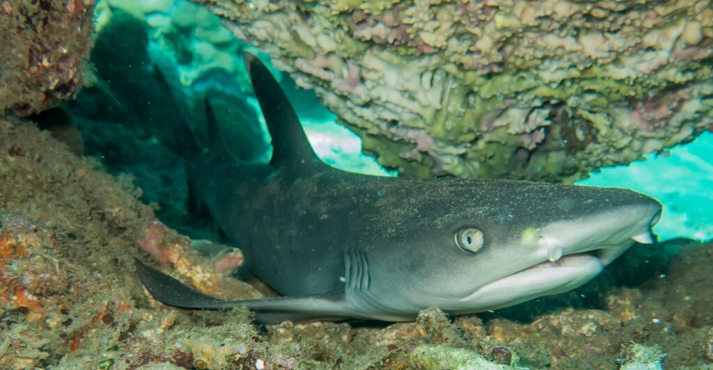 Wild White Tip Reef Shark Amed Bali Indonesia
