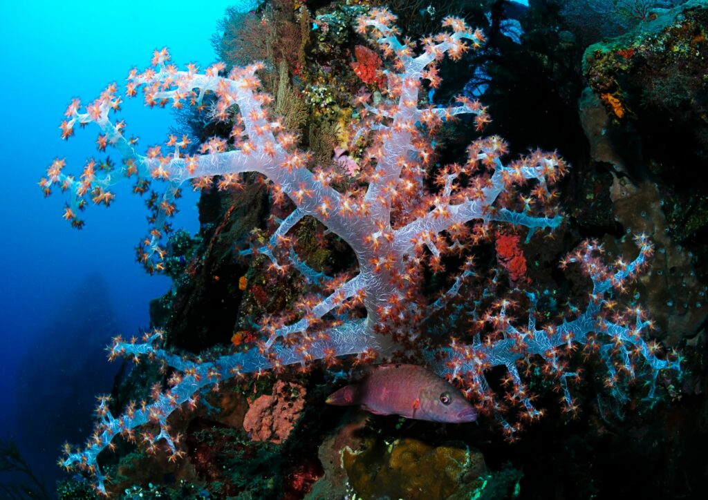 Beautiful Coral Reef in Tulamben