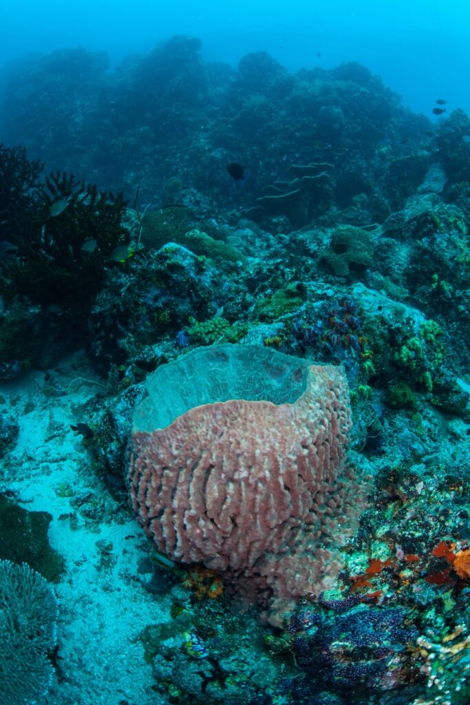 Barrel Sponge on Indonesian Reef