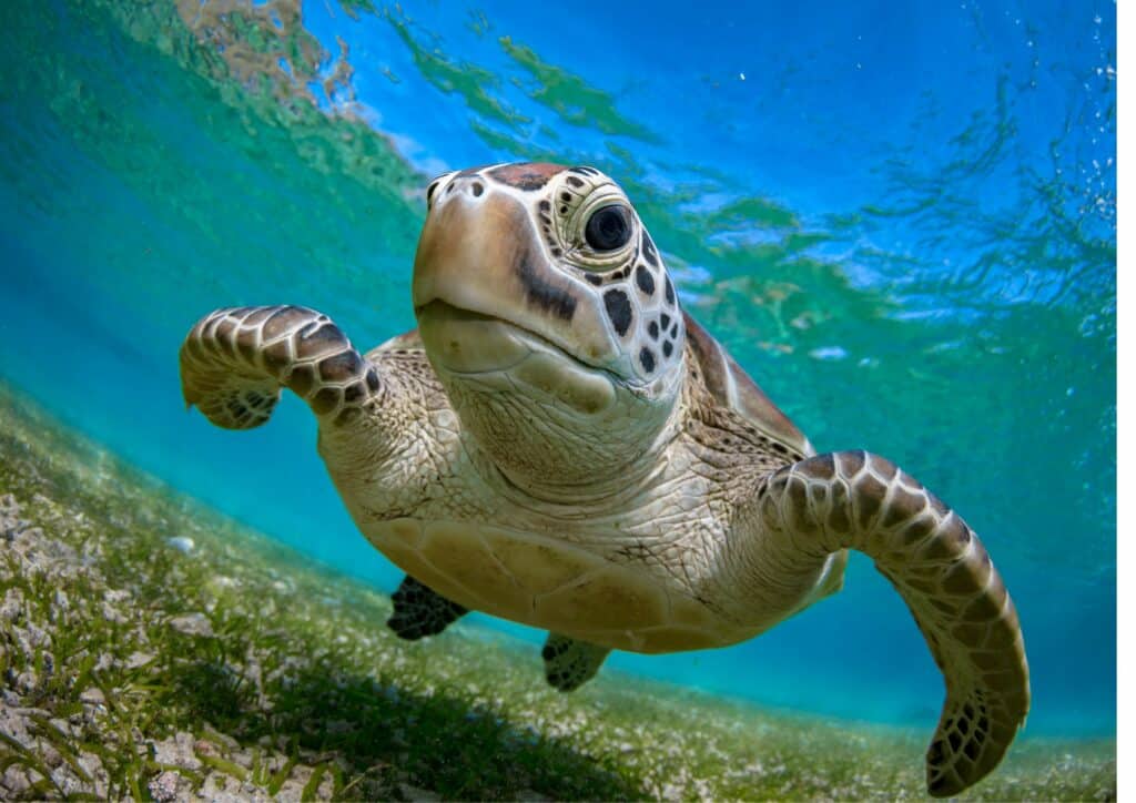 Sea Turtle Underwater Creatures Extinction