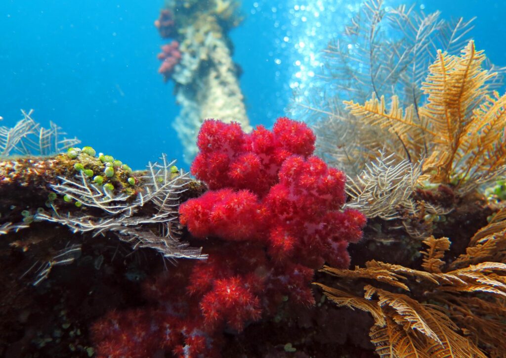 Bali Marine Ecosystem Red Corals