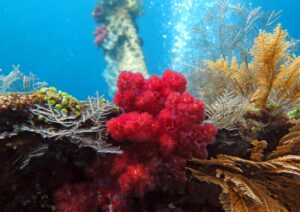 Bali Marine Ecosystem Red Corals