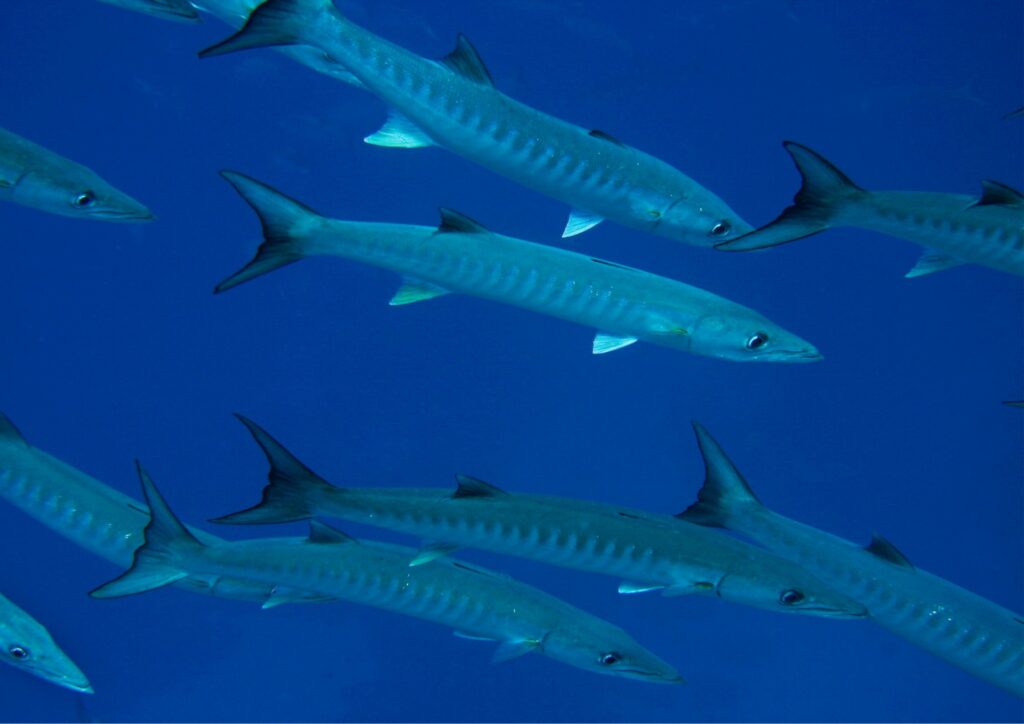Caribbean Dive - Barracuda