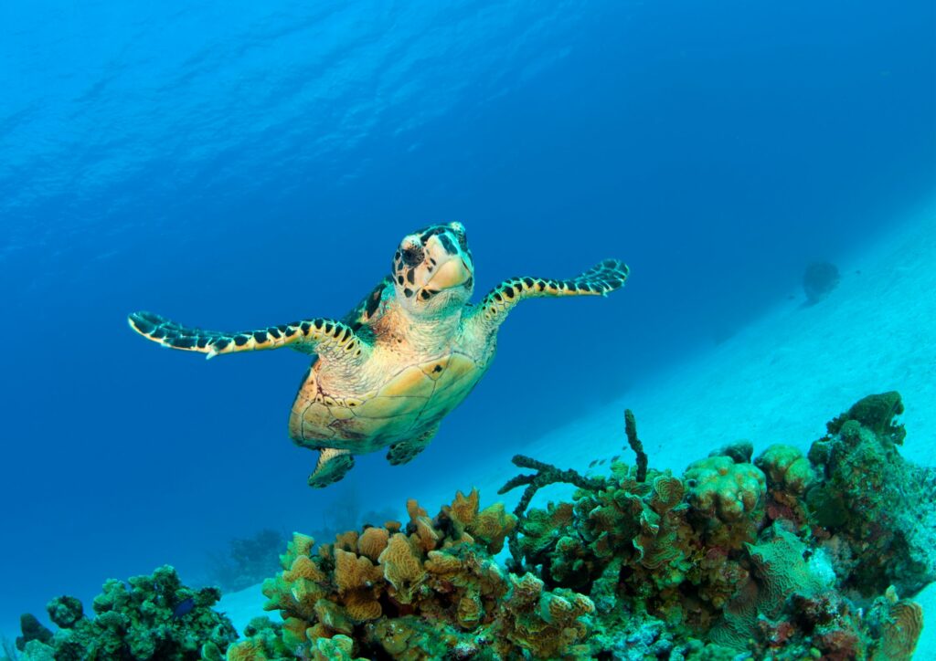 Turtle in Caribbean Dive