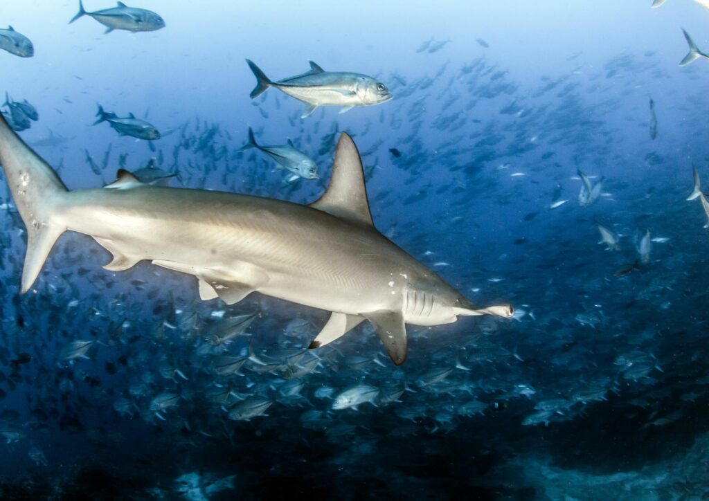 underwater photography - hammerhead shark schools