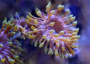 coral reefs purple