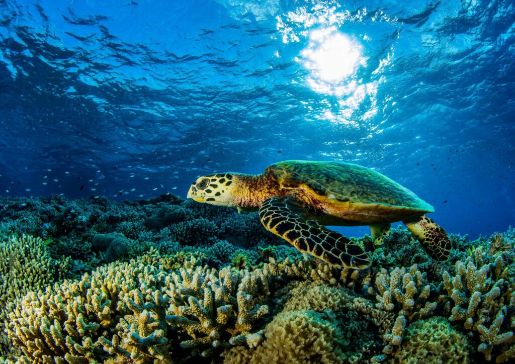 coral reefs with turtle