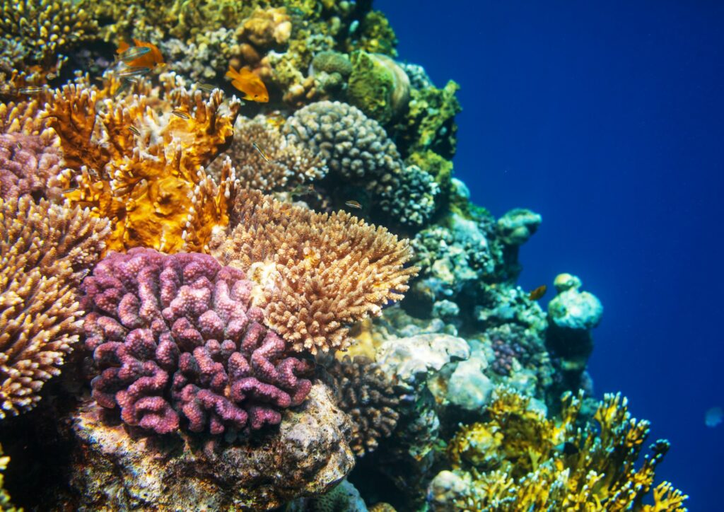 Coral Reefs photo