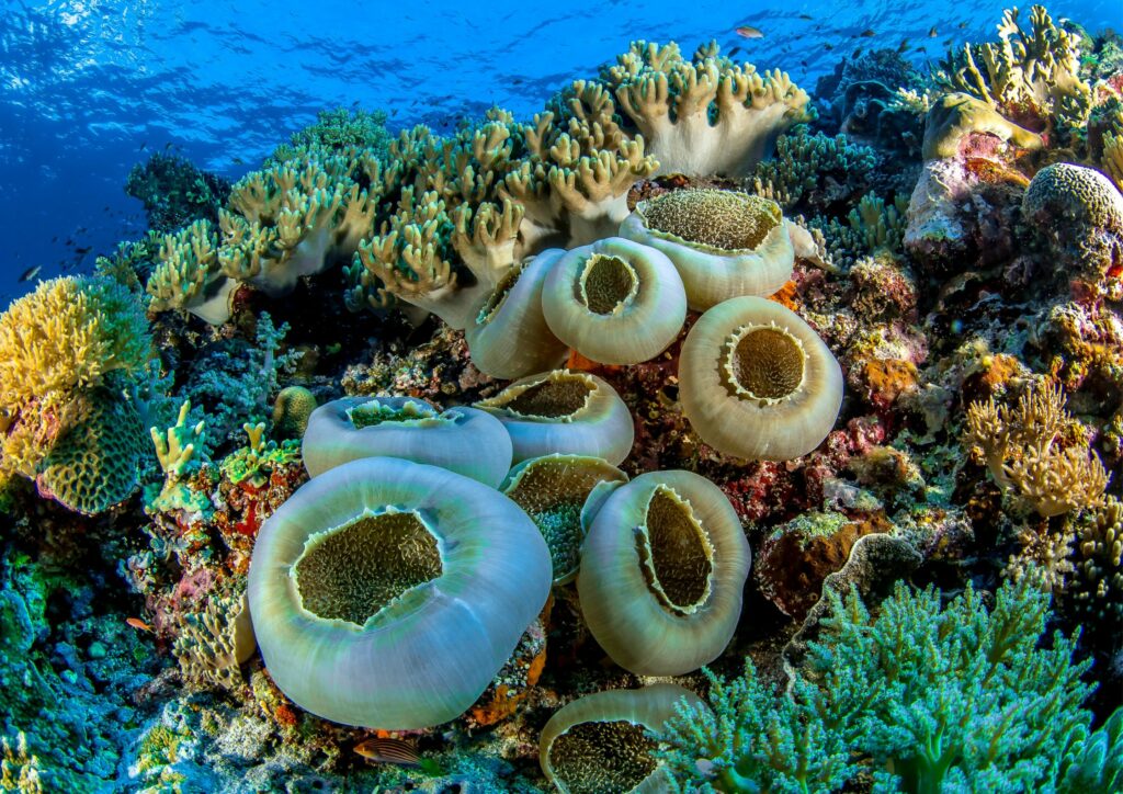 nature underwater experiences