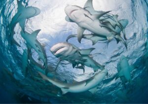 dive with sharks