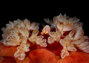 underwater macro photography - emperor shrimp