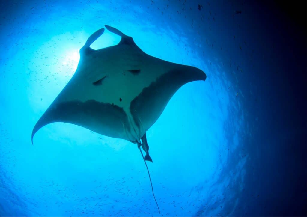 manta point diving - manta rays - blue bg