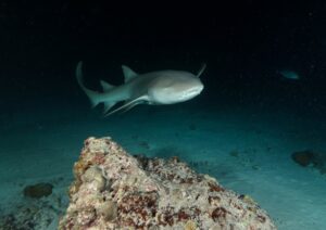 Night Diving - White Tip Shark