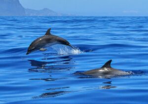 Sea Creatures - Dolphin