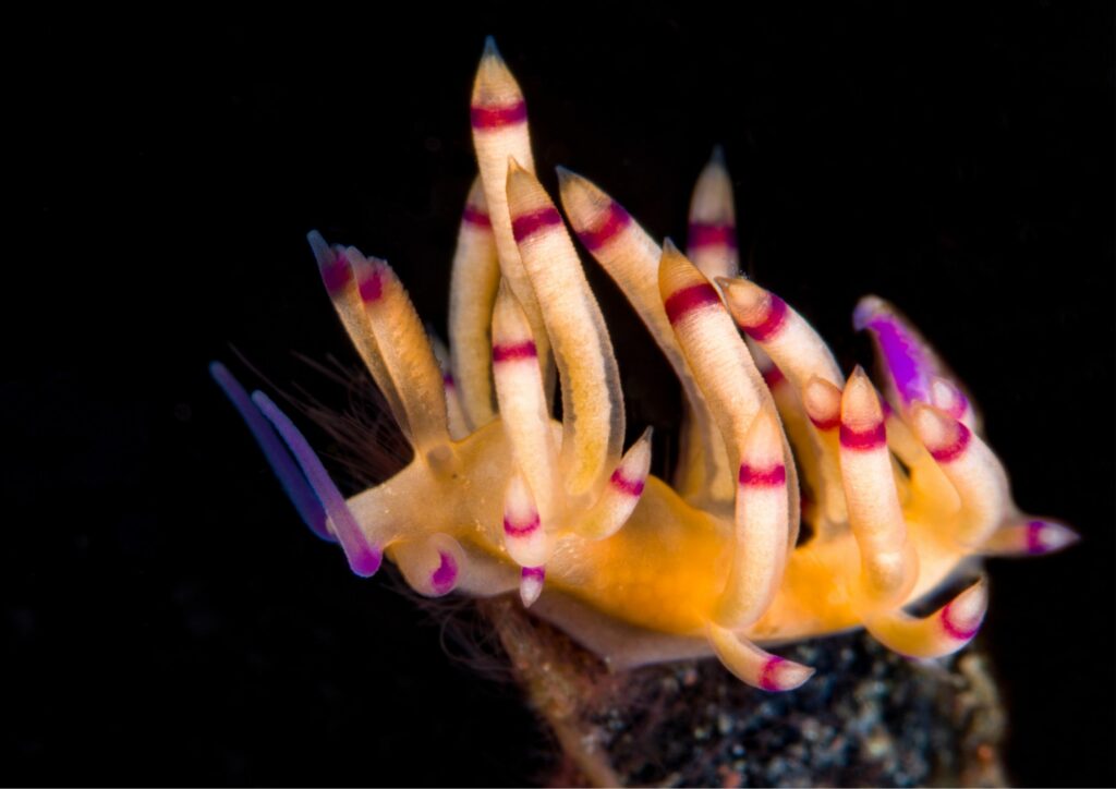 underwater macro photography - sea slug