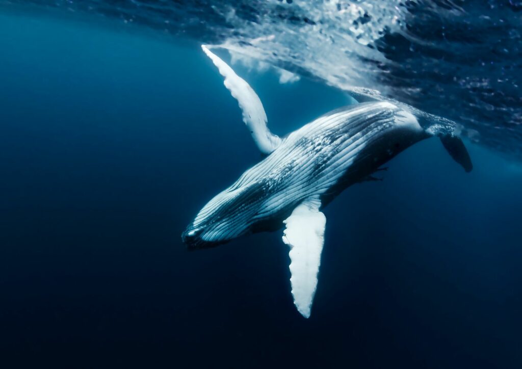 underwater whale dive