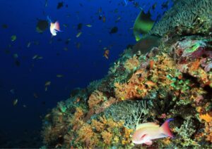 underwater navigation coral reefs