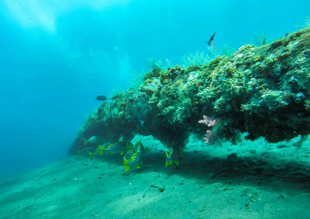Bali diving - Coral Green