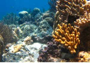 Coral Conservation - Bali