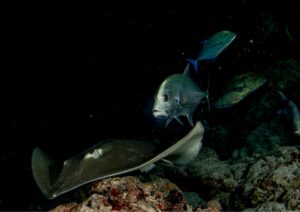 night diving in Bali