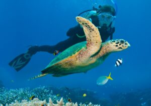 Scuba Diving in Bali - Turtle