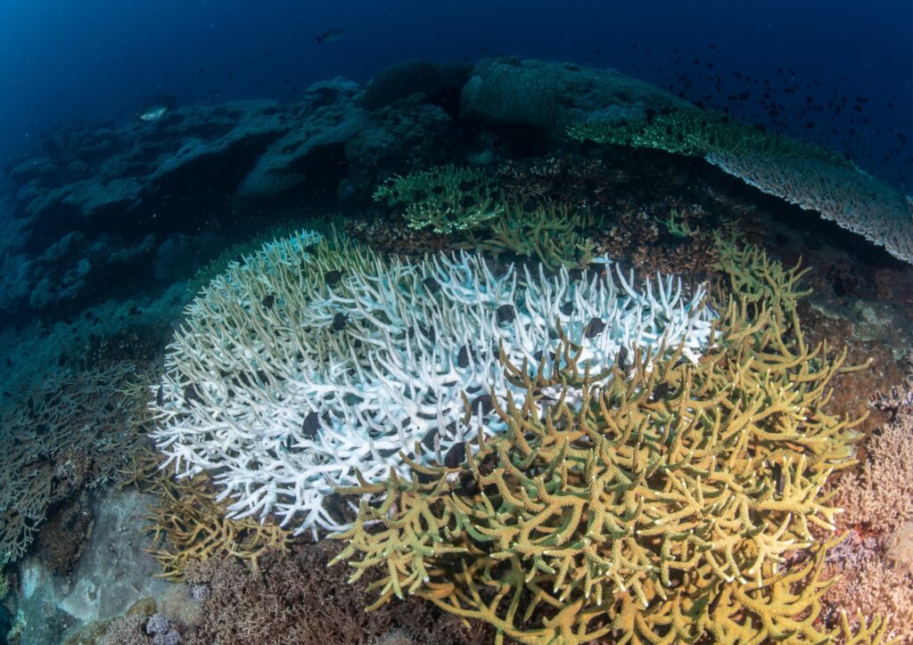 Coral Conservation