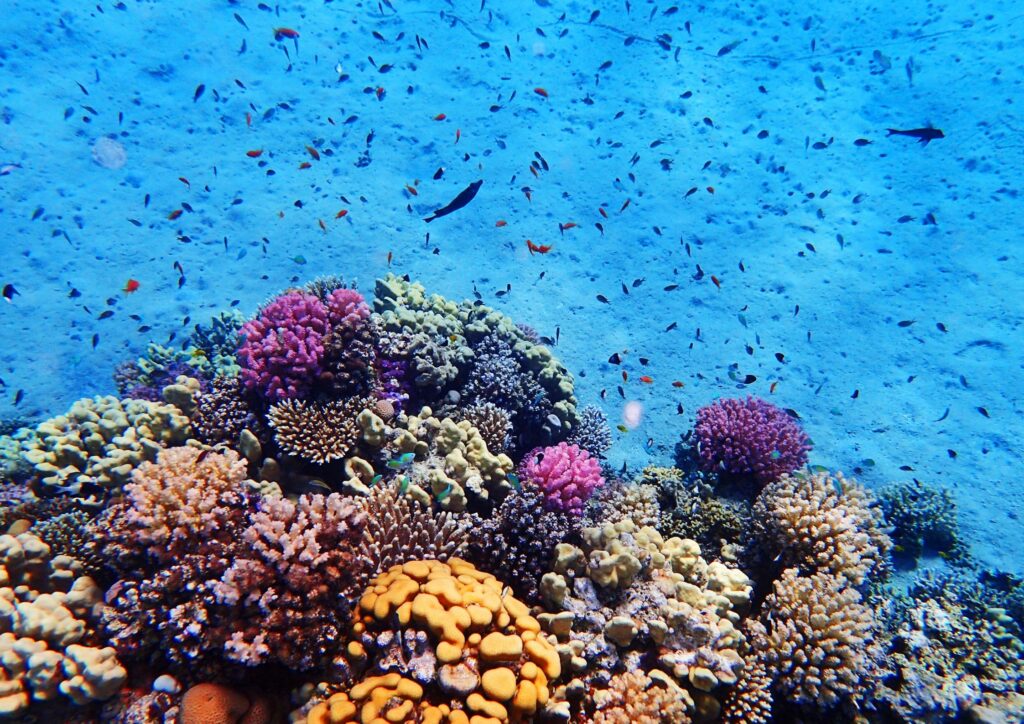 Endangered coral reefs
