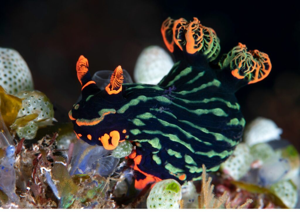 muck diving photography nudibranch